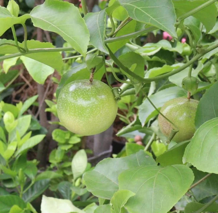 Yellow Passion Fruit Plant Live – Tropical Vine 4 Inch Pot 10-12 Inches Tall Yellow Passion Fruit Plant Live – Tropical Vine 4 Inch Pot 10-12 Inches Tall - Image 7