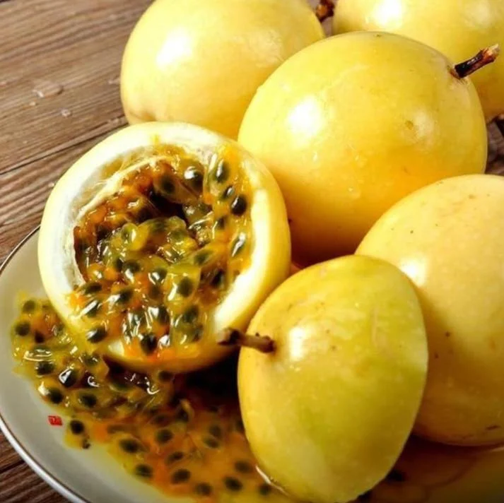 Yellow Passion Fruit Plant Live – Tropical Vine 4 Inch Pot 10-12 Inches Tall Yellow Passion Fruit Plant Live – Tropical Vine 4 Inch Pot 10-12 Inches Tall - Image 1