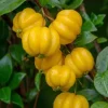 Yellow Surinam Cherry Live Plant - 4-6" Tall Eugenia uniflora Fruit Tree - Image 1