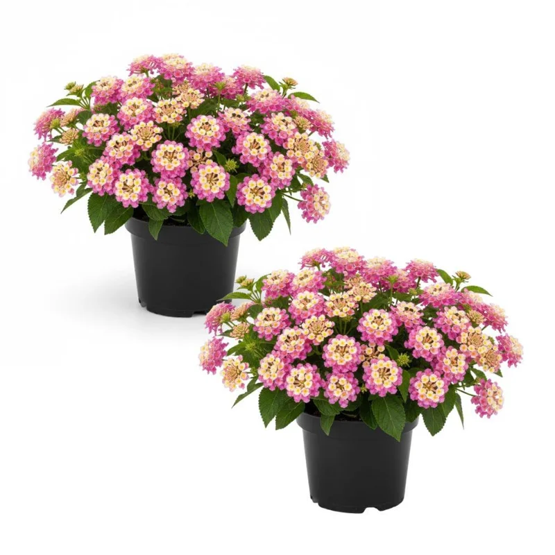 Yellow to Orange-Pink Lantana Live Plant – 6-10 Inches Tall – Perennial Outdoor - Image 1