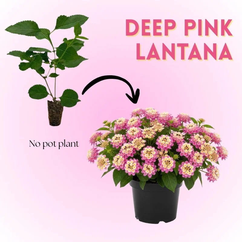 Home Yellow to Orange-Pink Lantana Live Plant - 6-10 Inches Tall, Perennial Flower - Image 2