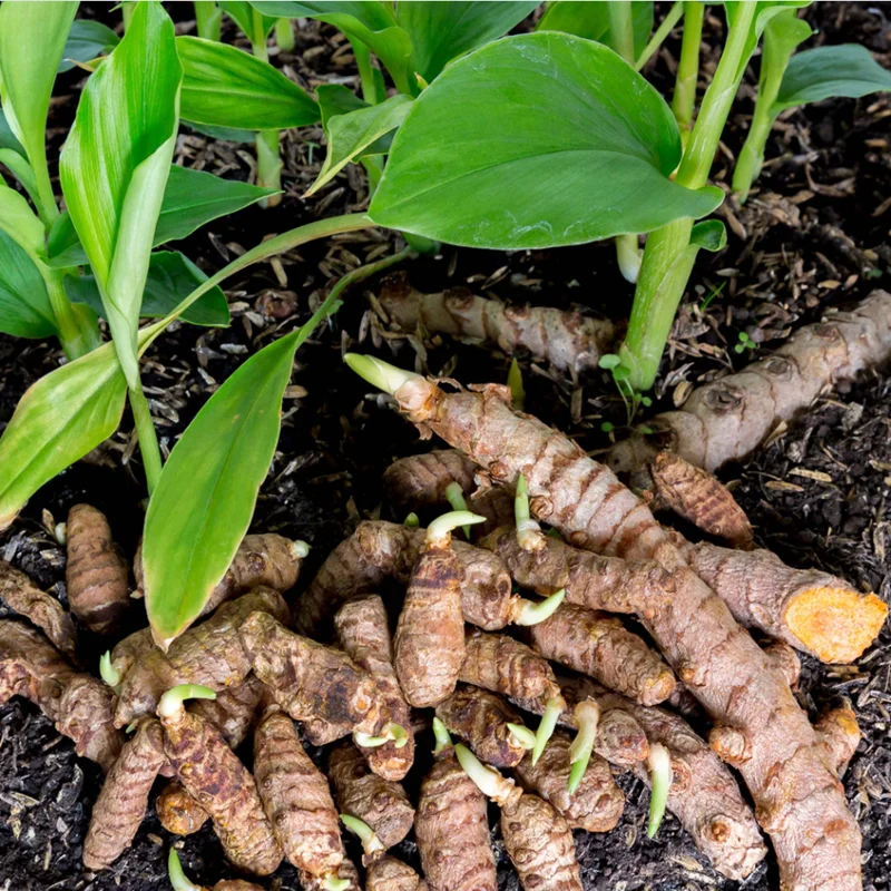 Yellow Turmeric Live Starter Plant - Curcuma longa Rhizomes, 4-6 Inch Tall, Pack of 2 Yellow Turmeric Live Starter Plant - Curcuma longa Rhizomes, 4-6 Inch Tall, Pack of 2 - Image 3