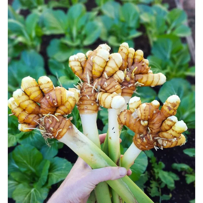 Yellow Turmeric Live Starter Plant - Curcuma longa Rhizomes, 4-6 Inch Tall, Pack of 2 Yellow Turmeric Live Starter Plant - Curcuma longa Rhizomes, 4-6 Inch Tall, Pack of 2 - Image 4