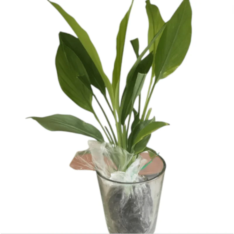 Yellow Turmeric Live Starter Plant - Curcuma longa Rhizomes, 4-6 Inch Tall, Pack of 2 Yellow Turmeric Live Starter Plant - Curcuma longa Rhizomes, 4-6 Inch Tall, Pack of 2 - Image 5