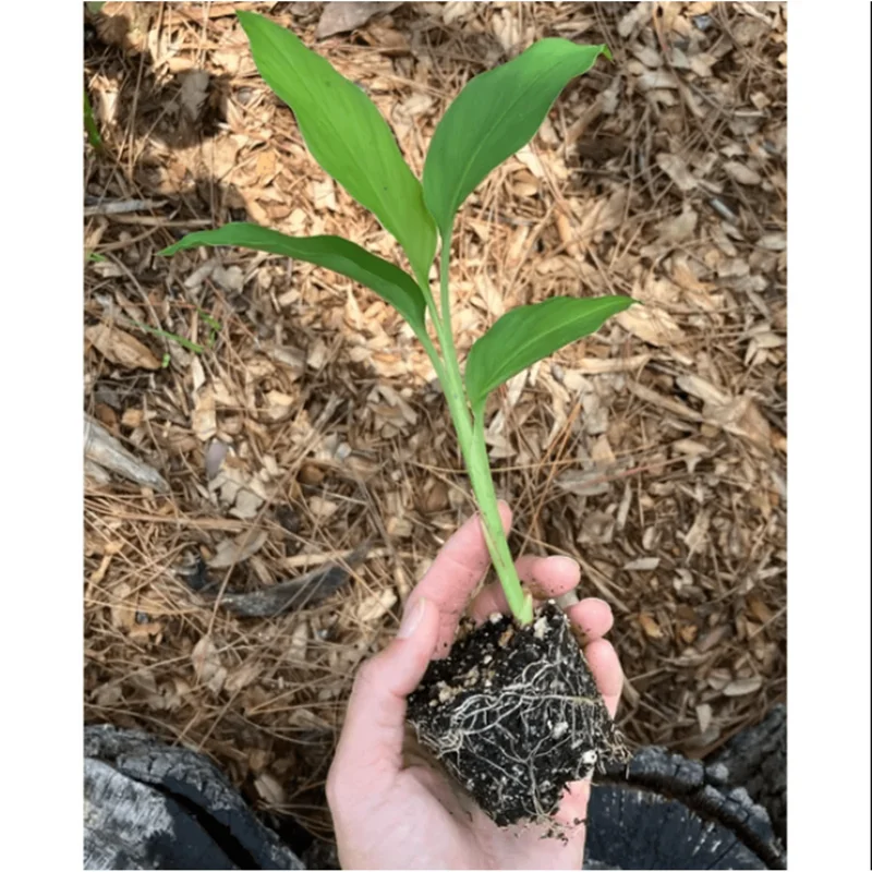 Yellow Turmeric Live Starter Plant - Curcuma longa Rhizomes, 4-6 Inch Tall, Pack of 2 Yellow Turmeric Live Starter Plant - Curcuma longa Rhizomes, 4-6 Inch Tall, Pack of 2 - Image 7