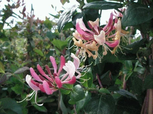 Yellow White Lonicera Honeysuckle Vine Live Plant 6-10 Inch Tall Climbing - Image 2