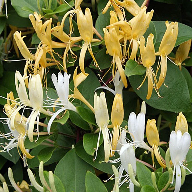 Yellow White Lonicera Honeysuckle Vine Live Plant 6-10 Inch Tall Climbing - Image 1