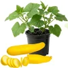 Yellow Zucchini Live Plant in 4-Inch Pot - 4-6 Inch Tall Summer Squash Seedling - Image 1