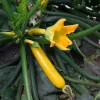 Yellow Zucchini Squash Live Plant Seedlings - 2 Plants, 4-inch Pot - Outdoor Vegetable Garden Yellow Zucchini Squash Live Plant Seedlings - 2 Plants, 4-inch Pot - Outdoor Vegetable Garden - Image 1