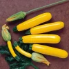 Yellow Zucchini Squash Live Plant Seedlings – Set of 3 Pots (6 Plants) – 4 Inch Pots – Outdoor Vegetable Garden - Image 1