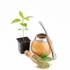 Yerba Mate Live Plant - Ilex Paraguariensis Tea Starter, 5-9 Inch Tall - Image 1