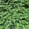 Yew Dark Green Spreader Cuttings - Unrooted Live Plant, Set of 12 Yew Dark Green Spreader Cuttings - Unrooted Live Plant, Set of 12 - Image 1