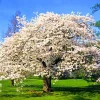 Yoshino Flowering Cherry Tree Live Plant – 2.5-inch Pot – Outdoor - Image 1