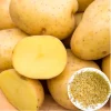 Yukon Gold Potato Seeds – 140 Count – Easy Planting & Growing - Image 1