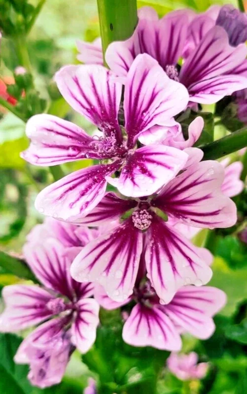 Zebra Mallow Seeds - 100 Count, White Zebra Striped Flowers, Hardy Perennial - Image 2
