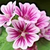 Zebra Mallow Seeds - 100 Count, White Zebra Striped Flowers, Hardy Perennial - Image 1