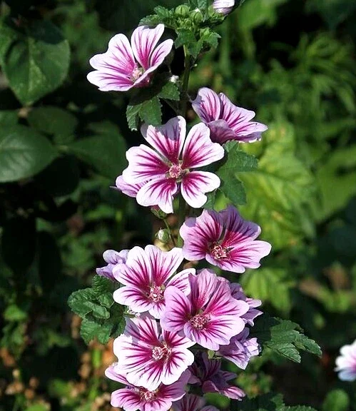 Zebra Mallow Seeds - 100 Malva Sylvestris Flower Seeds, White/Purple, Perennial, Outdoor - Image 2
