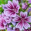 Zebra Mallow Seeds - 100 Malva Sylvestris Flower Seeds, White/Purple, Perennial, Outdoor - Image 1