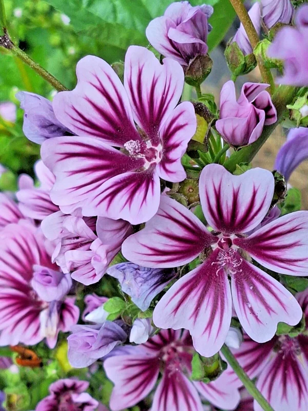 Zebra Mallow Seeds - 100 Malva Sylvestris Flower Seeds, White/Purple, Perennial, Outdoor - Image 1