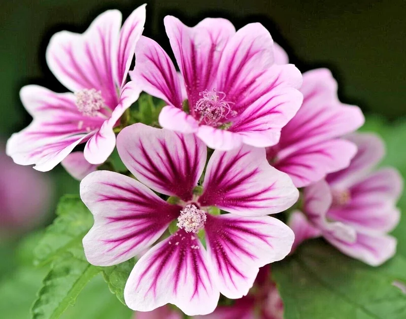 Zebra Mallow Seeds - 1000 Count, Hardy Malva Sylvestris, White Flowers, Outdoor - Image 2