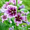 Zebra Mallow Seeds - 1000 Count, Hardy Malva Sylvestris, White Flowers, Outdoor - Image 1