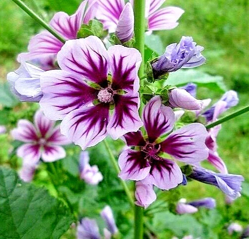 Zebra Mallow Seeds - 1000 Count, Hardy Malva Sylvestris, White Flowers, Outdoor - Image 1