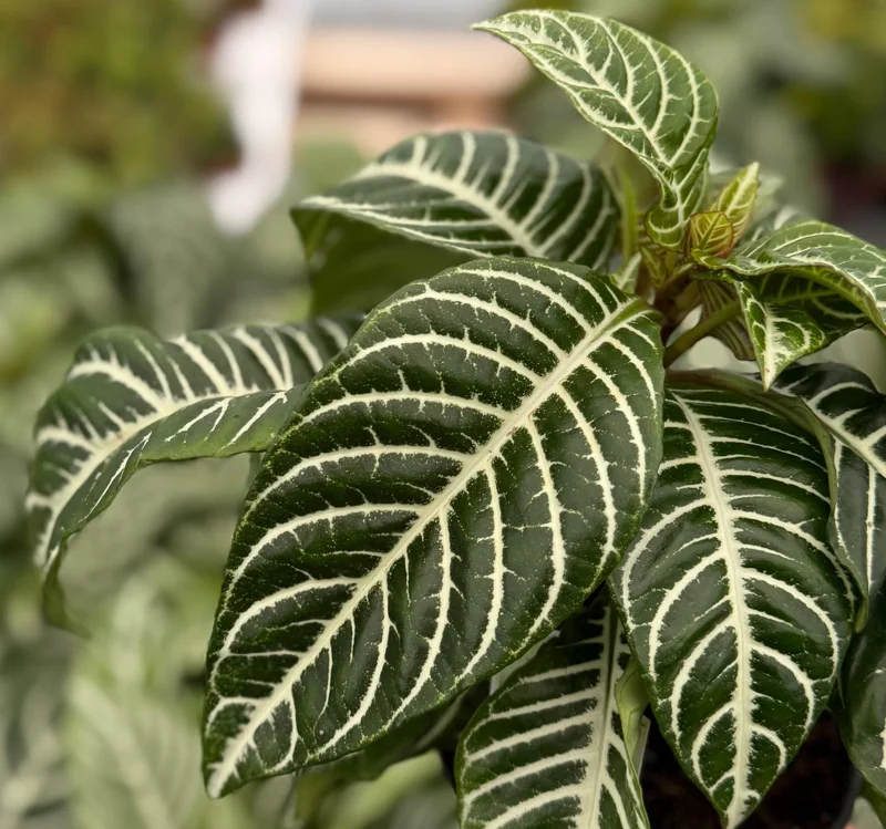 Zebra Plant (Aphelandra Squarrosa) Live Indoor Plant in 4 Inch Pot Zebra Plant (Aphelandra Squarrosa) Live Indoor Plant in 4 Inch Pot - Image 2