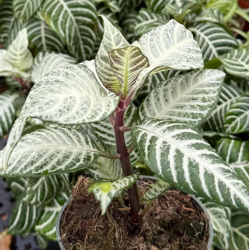 Zebra Plant (Aphelandra Squarrosa) Live Indoor Plant in 4 Inch Pot Zebra Plant (Aphelandra Squarrosa) Live Indoor Plant in 4 Inch Pot - Image 5