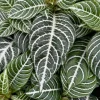 Zebra Plant (Aphelandra Squarrosa) Live Indoor Plant in 4 Inch Pot Zebra Plant (Aphelandra Squarrosa) Live Indoor Plant in 4 Inch Pot - Image 1