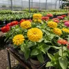Zinnia Flower Seeds, 200pcs Mixed Colors, Easy Grow Outdoor Annuals - Image 1