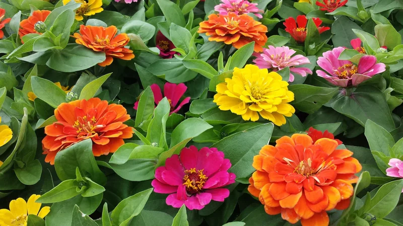 Zinnia Short Stuff Mix Seeds - 1000 Count Dwarf Zinnia Elegans Seeds - Outdoor Flowering Zinnia Short Stuff Mix Seeds - 1000 Count Dwarf Zinnia Elegans Seeds - Outdoor Flowering - Image 2