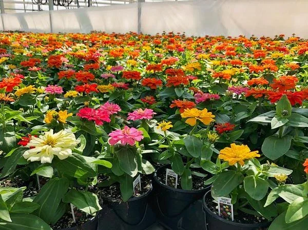 Zinnia Short Stuff Mix Seeds - 1000 Count Dwarf Zinnia Elegans Seeds - Outdoor Flowering Zinnia Short Stuff Mix Seeds - 1000 Count Dwarf Zinnia Elegans Seeds - Outdoor Flowering - Image 3