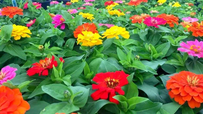Zinnia Short Stuff Mix Seeds - 1000 Count Dwarf Zinnia Elegans Seeds - Outdoor Flowering Zinnia Short Stuff Mix Seeds - 1000 Count Dwarf Zinnia Elegans Seeds - Outdoor Flowering - Image 1
