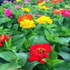 Zinnia Short Stuff Mix Seeds - 1000 Dwarf Zinnia Elegans Flower Seeds Outdoor Zinnia Short Stuff Mix Seeds - 1000 Dwarf Zinnia Elegans Flower Seeds Outdoor - Image 1