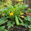 Zucchini Seeds - 50 Pcs Annual Vegetable Plant Seeds for Garden Backyard Planting - Image 1