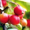 Zumi Crabapple Bare Roots - Set of 2 Flowering Tree Seedlings, 6-12 Inch Tall - Image 1