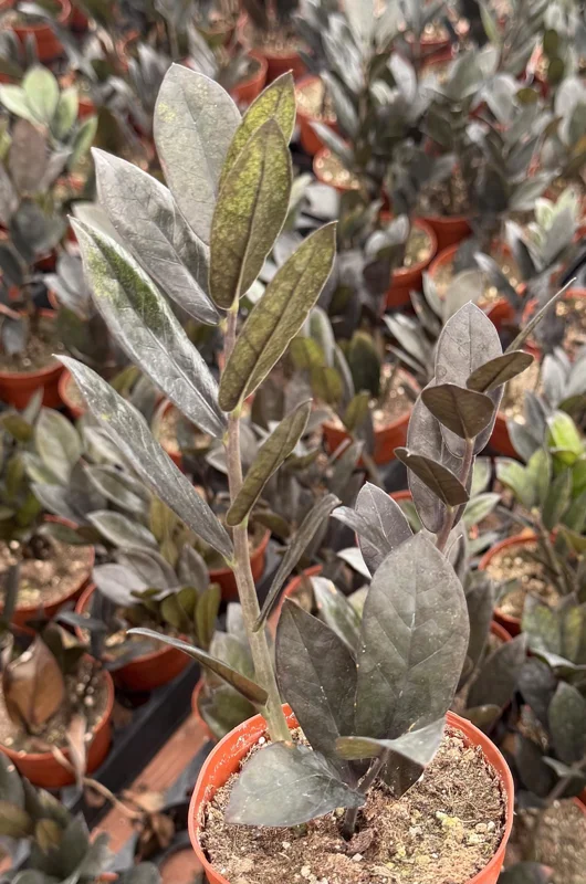 ZZ Plant Black Raven Live Plant – Zamioculcas Zamiifolia – 4 or 6 Inch Pot – Indoor Houseplant ZZ Plant Black Raven Live Plant – Zamioculcas Zamiifolia – 4 or 6 Inch Pot – Indoor Houseplant - Image 2