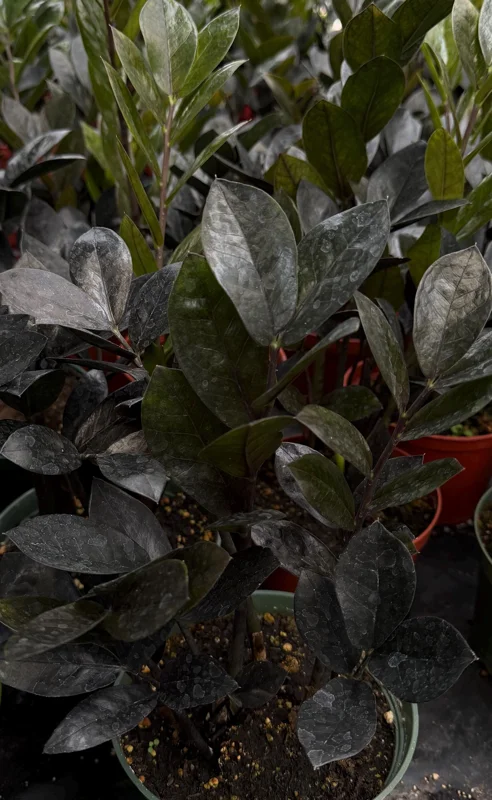 ZZ Plant Black Raven Live Plant – Zamioculcas Zamiifolia – 4 or 6 Inch Pot – Indoor Houseplant ZZ Plant Black Raven Live Plant – Zamioculcas Zamiifolia – 4 or 6 Inch Pot – Indoor Houseplant - Image 3