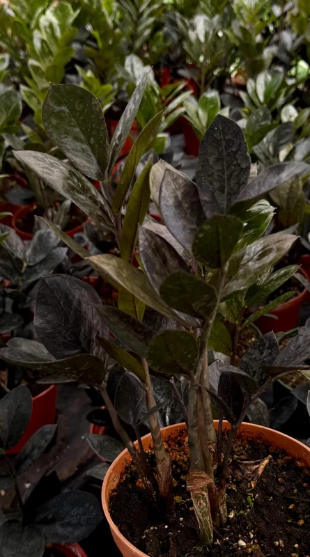 ZZ Plant Black Raven Live Plant – Zamioculcas Zamiifolia – 4 or 6 Inch Pot – Indoor Houseplant ZZ Plant Black Raven Live Plant – Zamioculcas Zamiifolia – 4 or 6 Inch Pot – Indoor Houseplant - Image 4