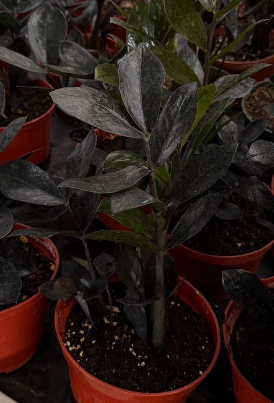 ZZ Plant Black Raven Live Plant – Zamioculcas Zamiifolia – 4 or 6 Inch Pot – Indoor Houseplant ZZ Plant Black Raven Live Plant – Zamioculcas Zamiifolia – 4 or 6 Inch Pot – Indoor Houseplant - Image 1