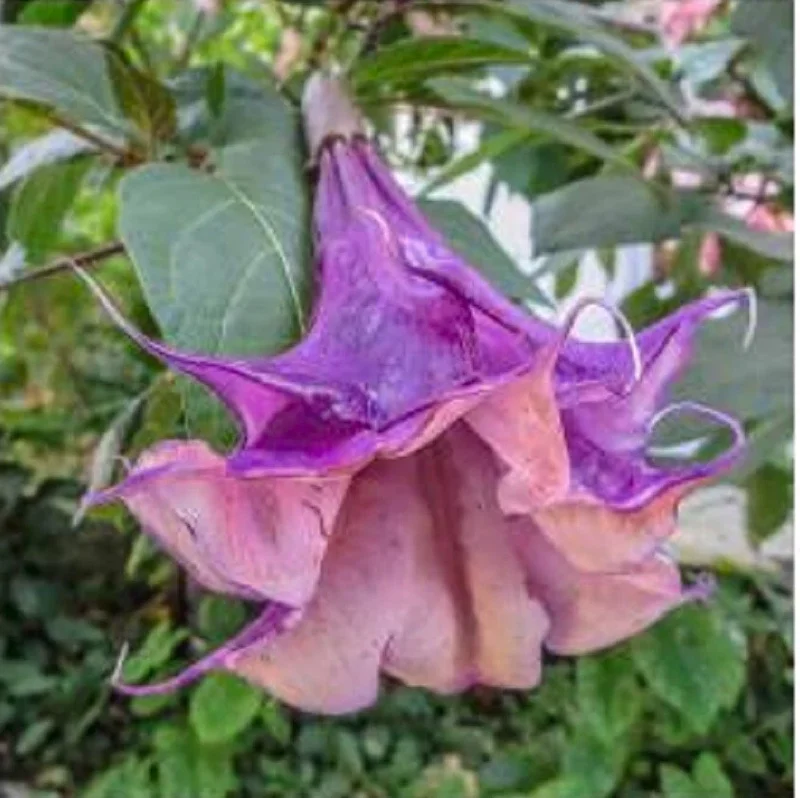 10 Angel Trumpet Flower Seeds - Fragrant Brugmansia Datura - Image 2