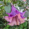10 Angel Trumpet Flower Seeds - Fragrant Brugmansia Datura - Image 1
