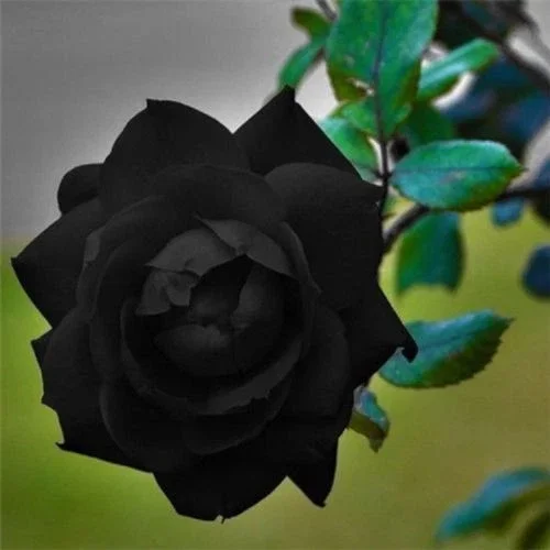 10 Black Rose Seeds - Rare Flower Bush Perennial Shrub for Outdoor Planting - Image 1