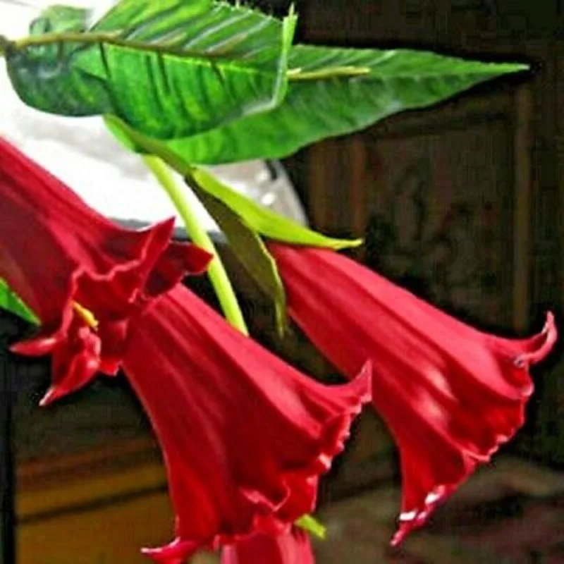 10 Candy Red Angel Trumpet Seeds - Flower Seeds, Brugmansia Datura - Image 1