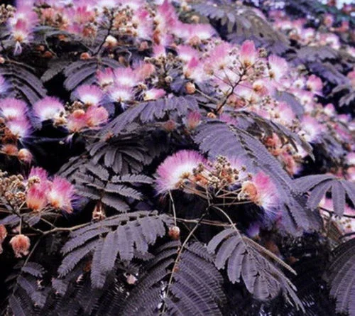 10 Chocolate Mimosa Tree Seeds - Albizia julibrissin Silk Tree Seed - Image 2
