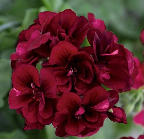 10 Dark Burgundy Geranium Seeds - Perennial Hanging Basket Flowers - Image 2