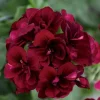 10 Dark Burgundy Geranium Seeds - Perennial Hanging Basket Flowers - Image 1
