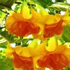 10 Double Bright Yellow Orange Angel Trumpet Seeds - Flowering Plant - Image 1