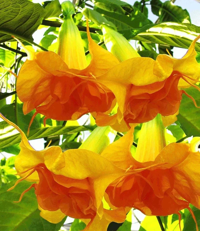 10 Double Bright Yellow Orange Angel Trumpet Seeds - Flowering Plant - Image 1