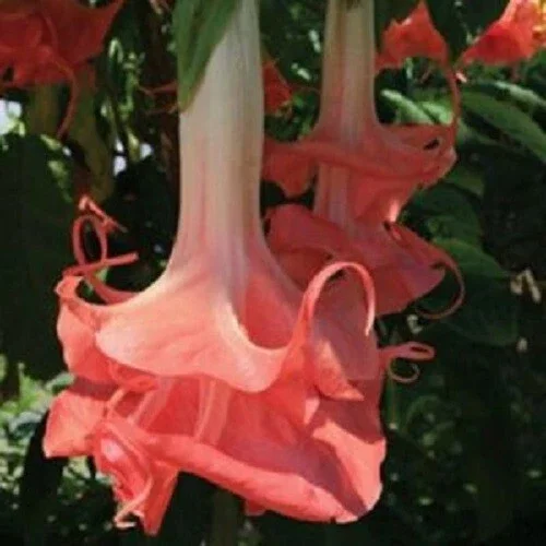 10 Double Pink Angel Trumpet Seeds - Brugmansia Datura Flower Seeds - Image 2